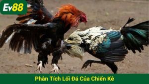 Phân tích lối đá của chiến kê